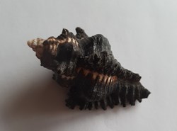 Murex chicoreus brunneus