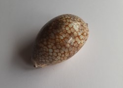 Mauritia histrio