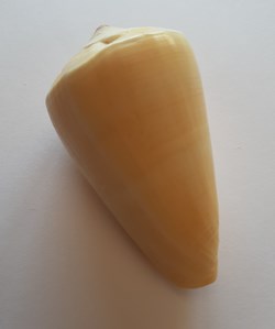 Conus Quercinus