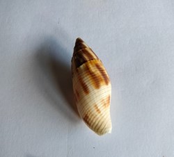 Nebularia eremitarum o mitra adusta