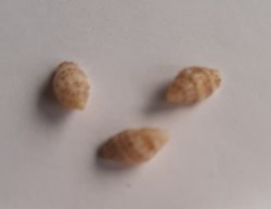 Euplica azora