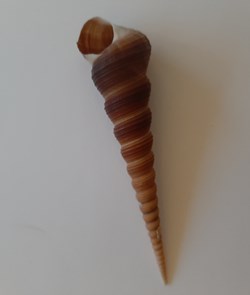 Terebra areolata