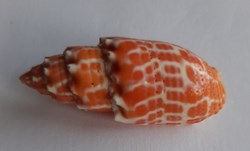 Mitra stictica