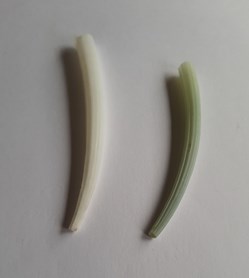Dentalium aprinum
