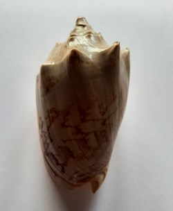Cymbiola Vespertilio