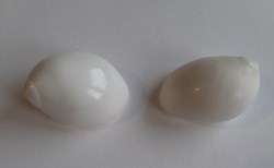 Polinices powisianus