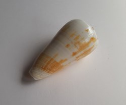 Conus magus