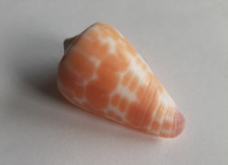 Conus tesulatus