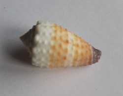 Conus muriculatus