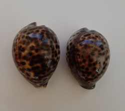Cypraea Tigris