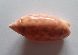 Oliva Annulata