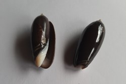 Oliva tigridella oriola