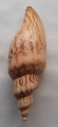 Fulgoraria Hamillei