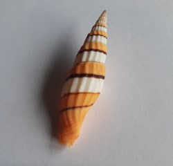 Vexilium citrinum