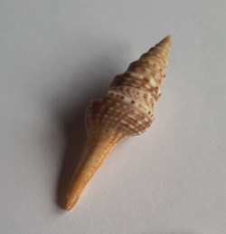 Lophiotoma indica
