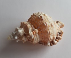 Bursa rubeta
