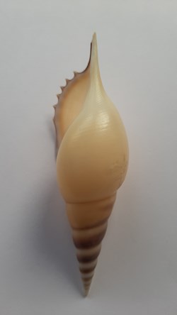 Tibia Rostellaria Martinii