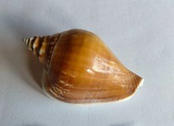 Euprotomus bulla