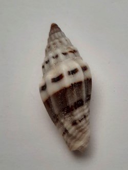 Vexilium Plicarium