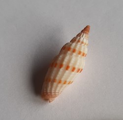 Vexilium sanguisugum