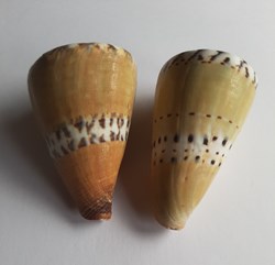 Conus mustelinus