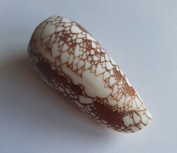 Conus omaria