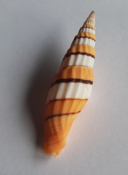 Vexilium citrinum