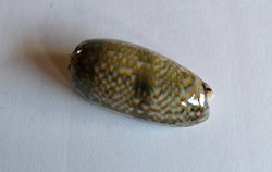 Oliva tricolor