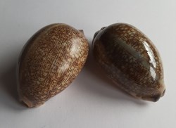 Mauritia arabica