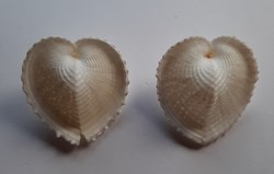 Corculum Cardissa