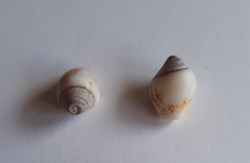 Columbella rustica