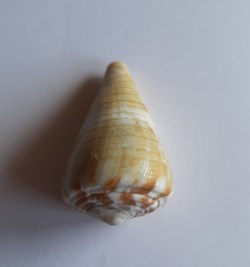 Conus namocanus