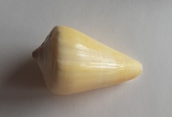 Conus quercinus