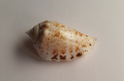 Conomurex decorus