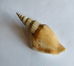 Doxander operosus