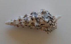 Cerithium Nodulosum