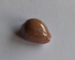 Cypraea poraria