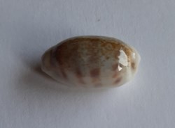 Cypraea pallidula