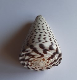 Conus leopardus