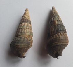 Cerithium bulla