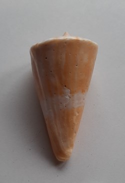 Conus voluminalis