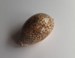 Mauritia histrio