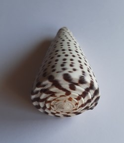 Conus leopardus