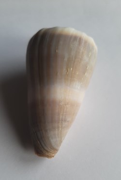 Conus lividus