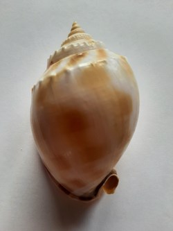 Semicassis Saburon