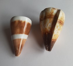 Conus miles