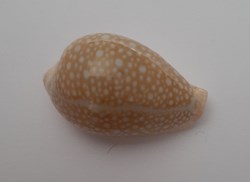 Cypraea Miliaris