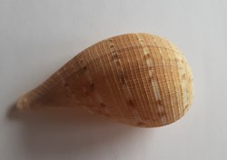 Ficus filosa