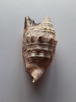 Euprotomus Aurisdianae