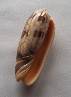 Oliva Bulbosa